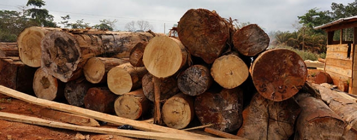 Artisanal millers about to supply legal lumber to the market in Ghana