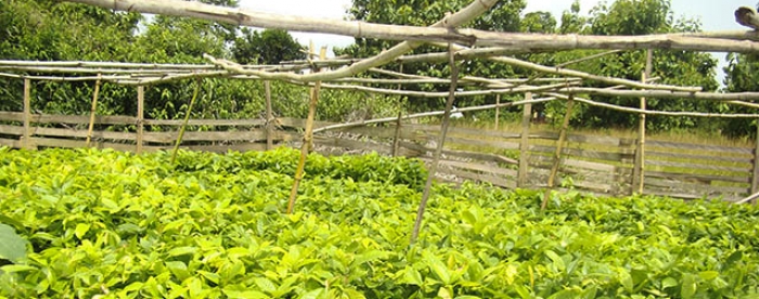 Illegal chainsaw operators to increase the forest cover in Ghana