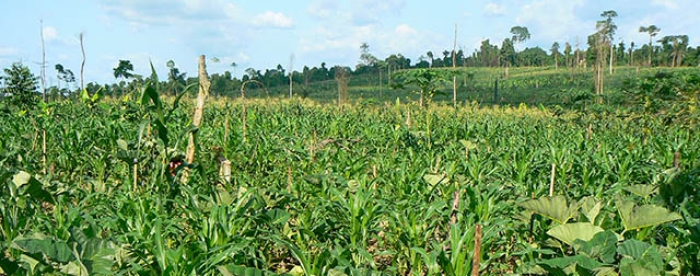 Experimental Agro-forestry Plot Yields 10 Mini Bags of Rice