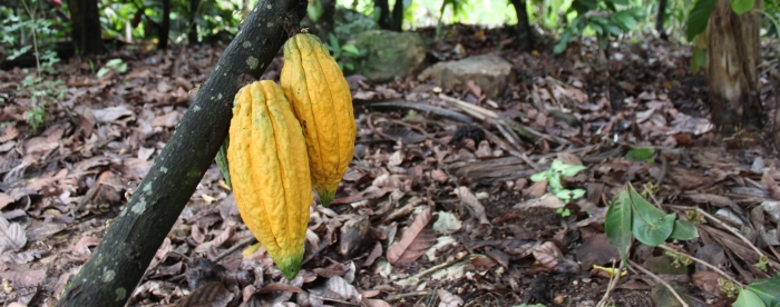 Research needs for sustainable cocoa production in Ghana
