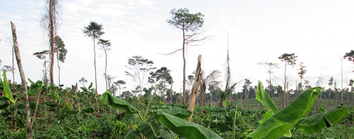 The Future of Landscape Resoration