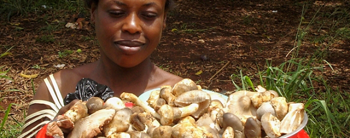 Non-Timber Forest Products Could Alleviate Rural Poverty