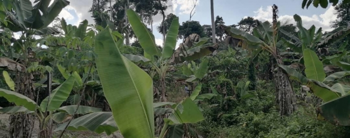 Community Forest Monitors receive death threats