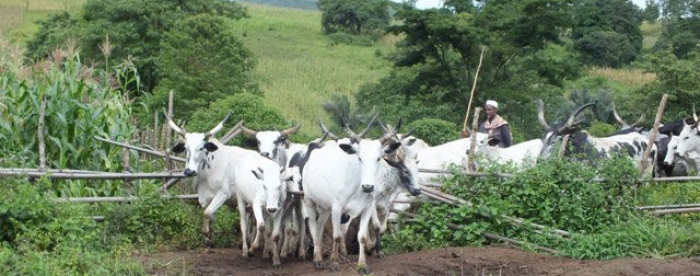 Smallholder farmers in Ejura municipality identify constraints for adopting climate-smart agricultural practices